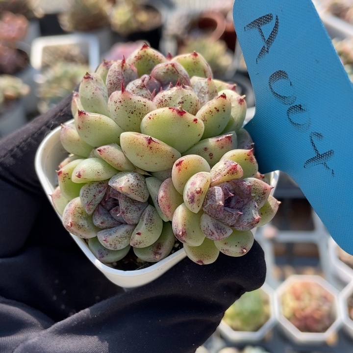 004赤水晶多肉植物