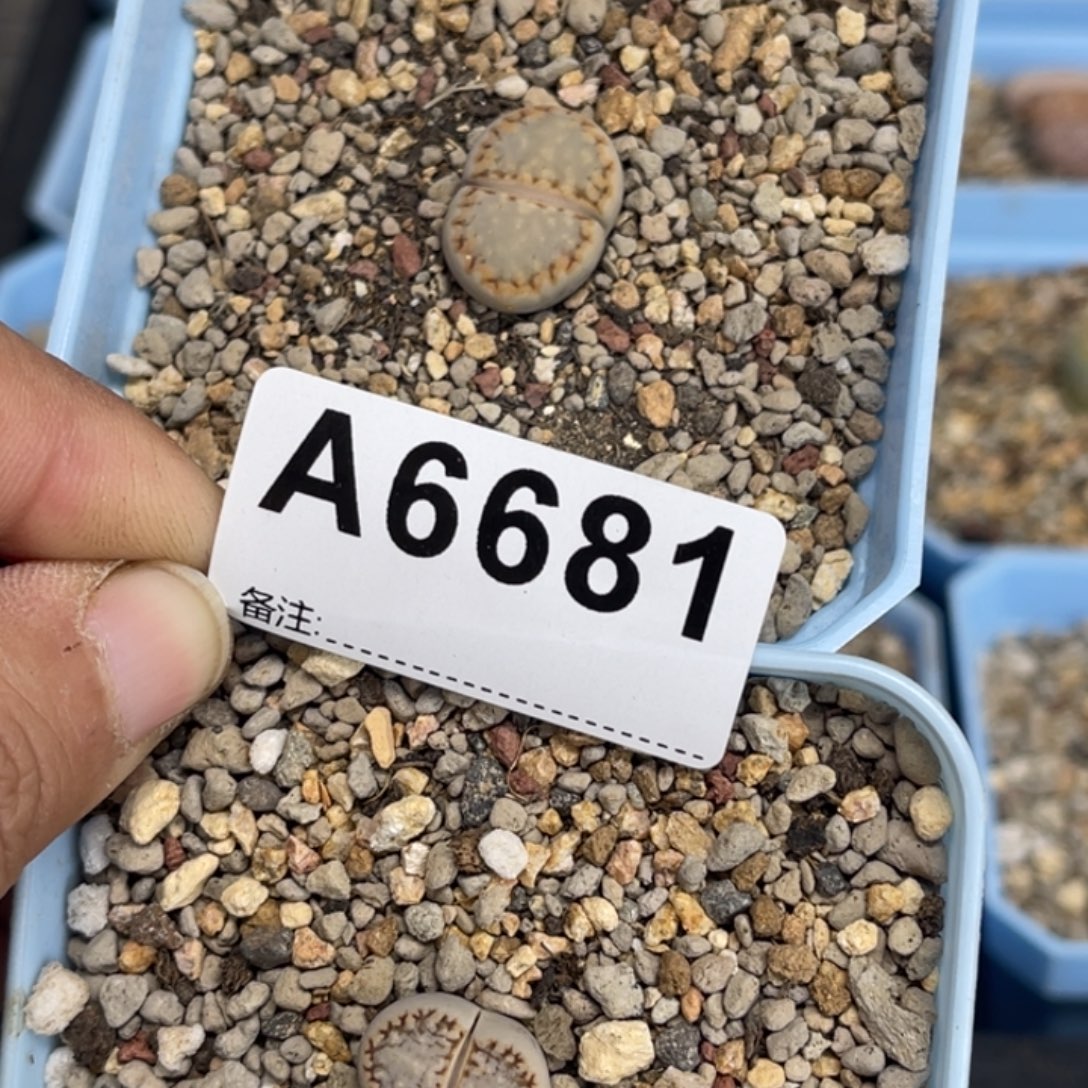 哈****6668，6681饼干2上13