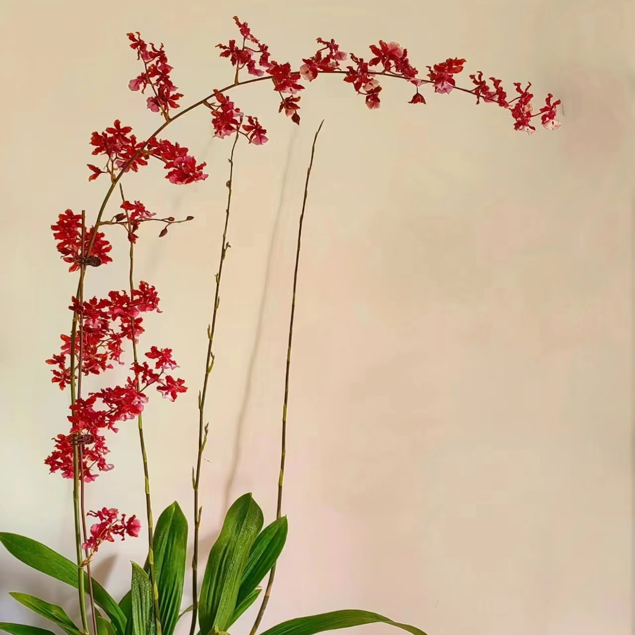 【泰国香水】文心兰浓香型