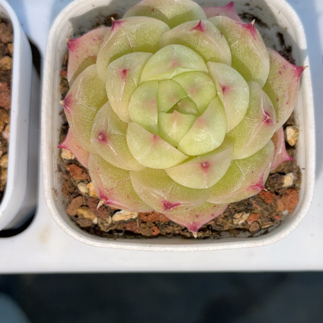 Z1448暗纹麦杆单头