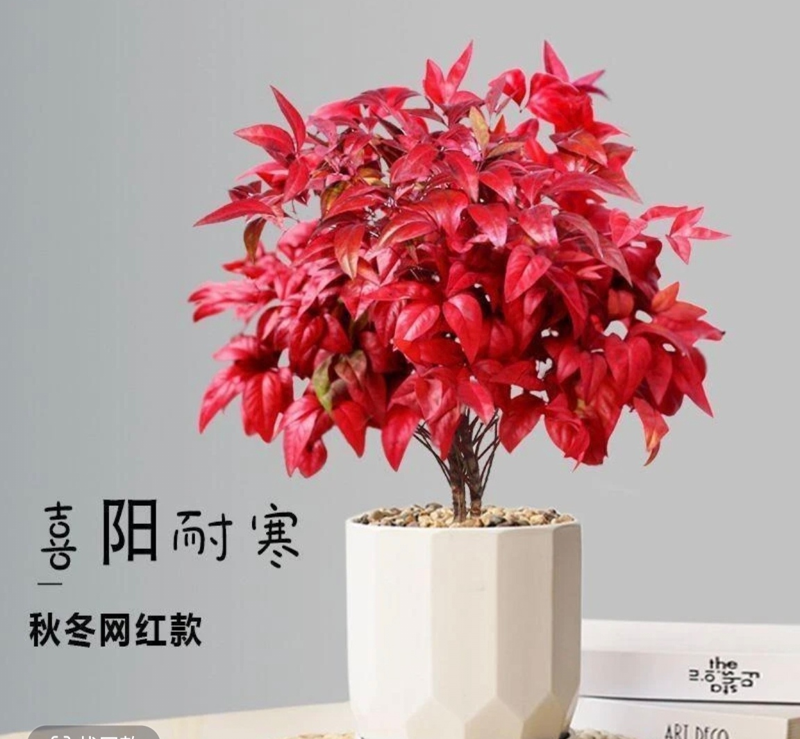 火焰南天竹盆栽花苗红叶耐寒适合花园种植的植物