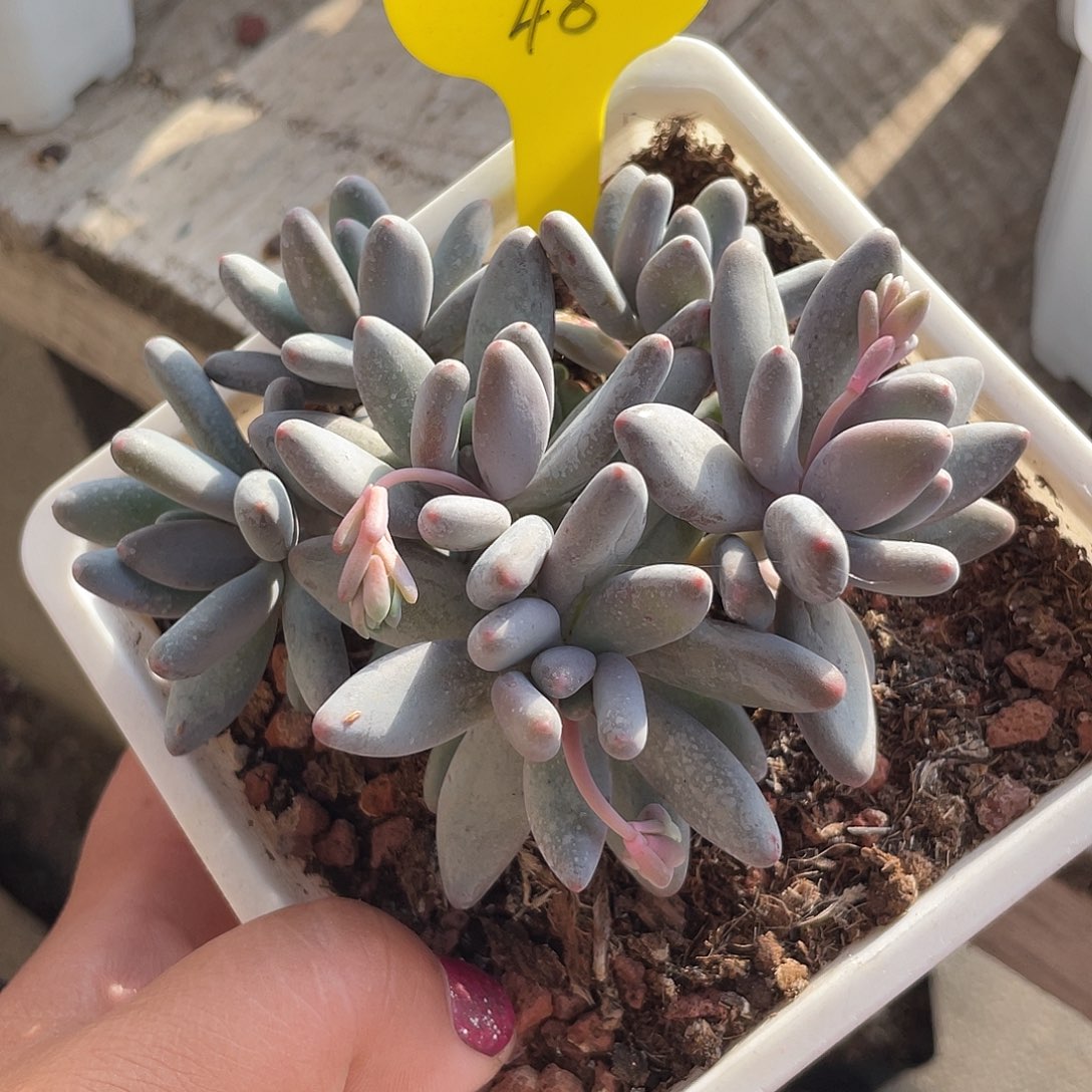 白兰地群生多肉植物