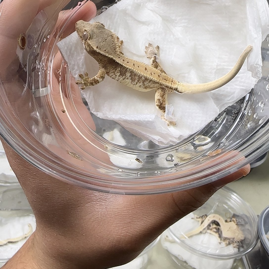 睫角守宫sable莉莉白妹妹