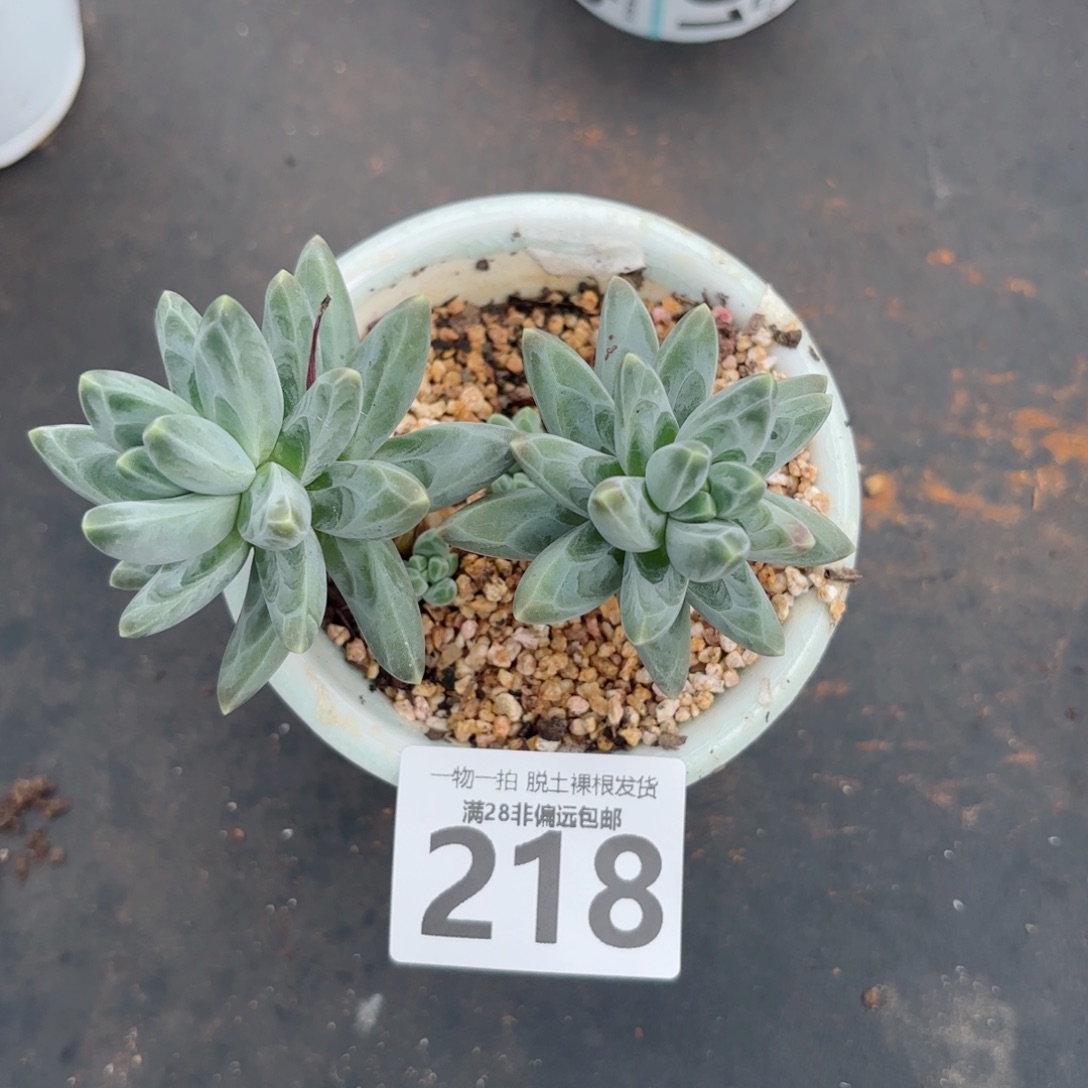 乌拉克拉多肉多肉多肉