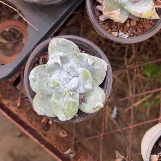 春****?谢谢姐姐～一物一拍3027