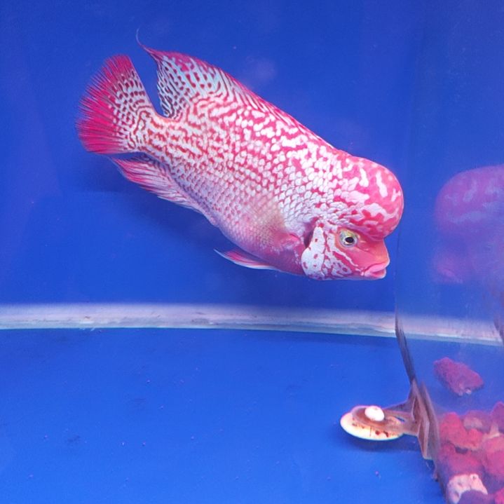 海水鱼淡水热带鱼罗汉鱼大苗
