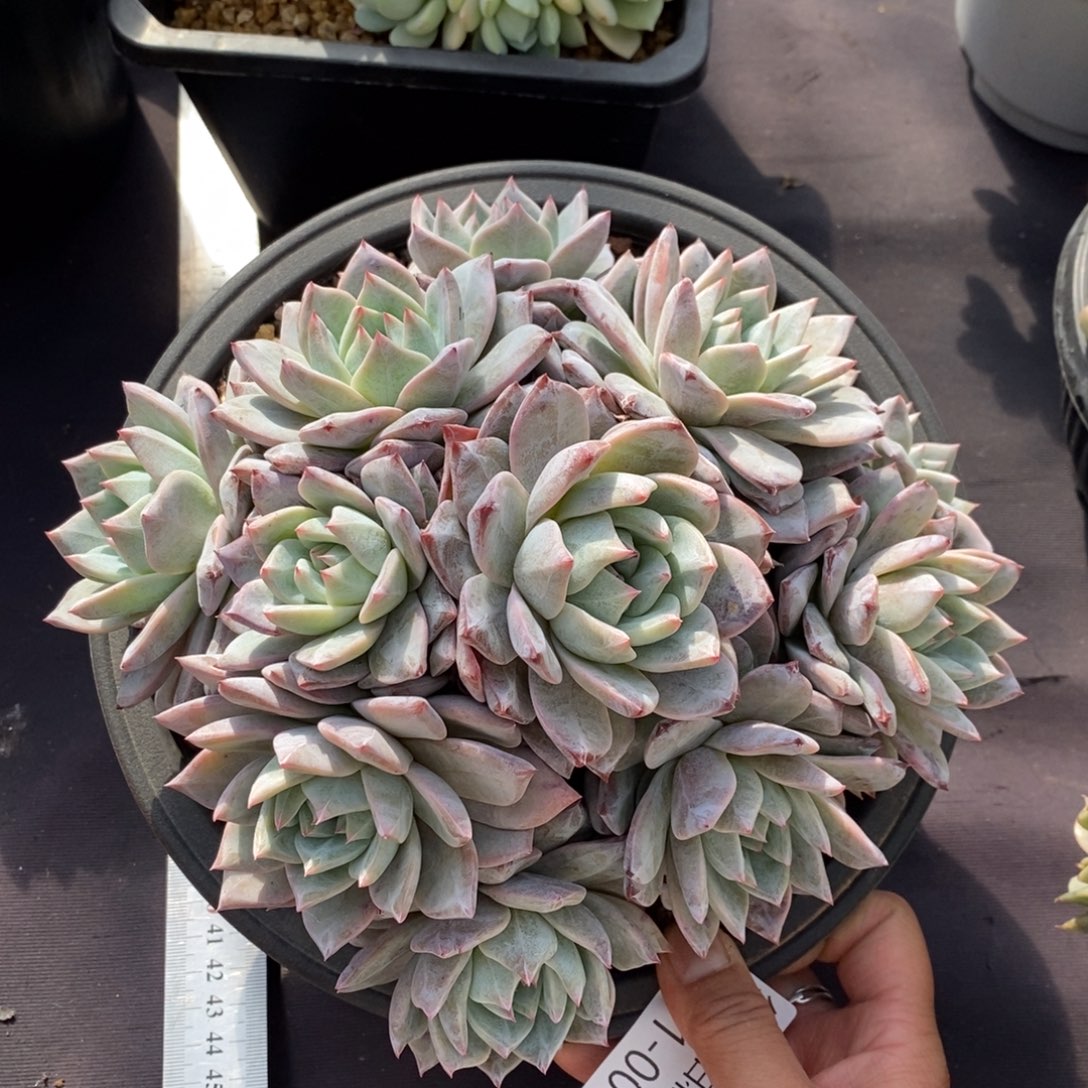 两单包邮1211-8粉蓝鸟