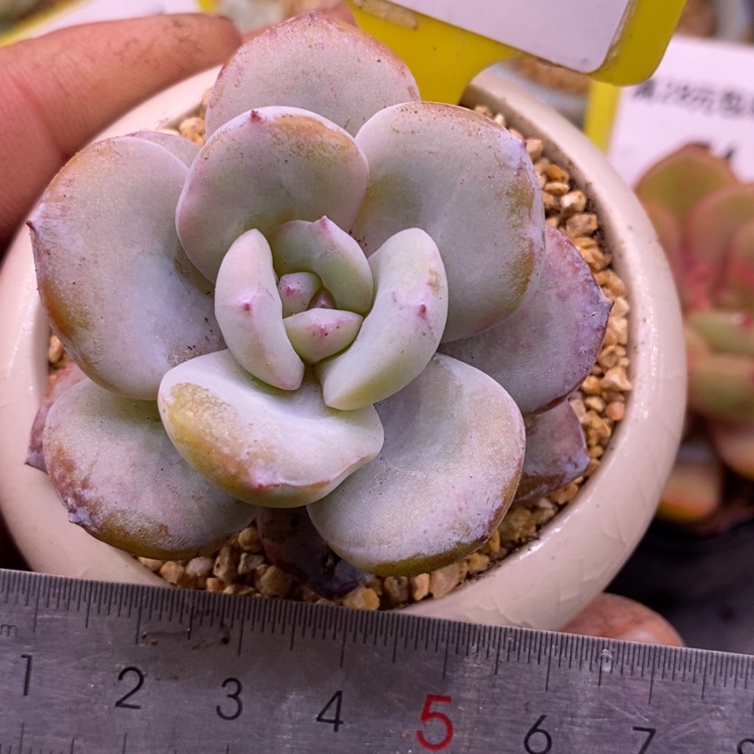 178精控奶茶多肉…………