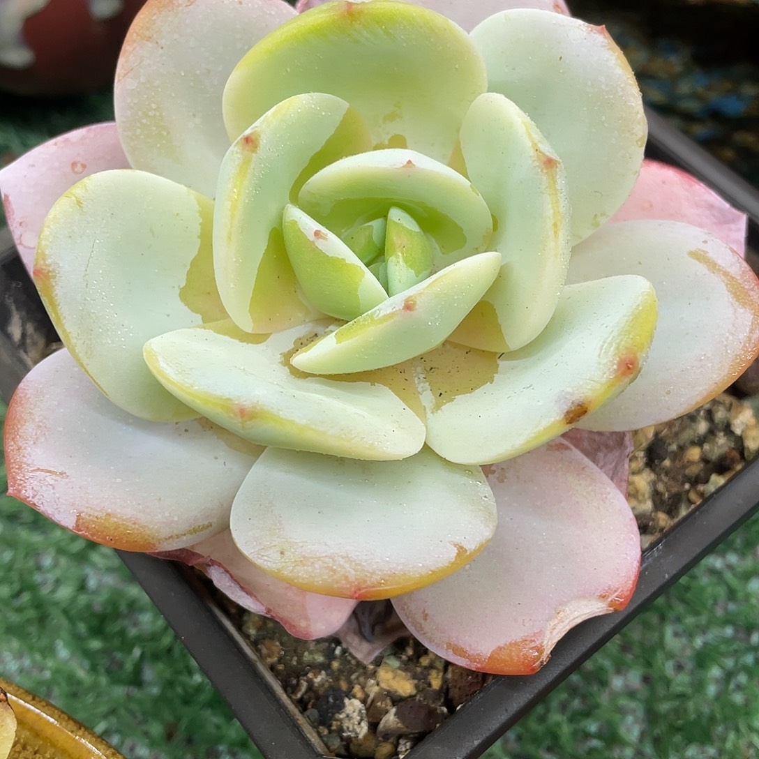 绿茶一物一拍28包邮非偏远