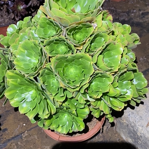 多肉植物法师877绿杨蓉