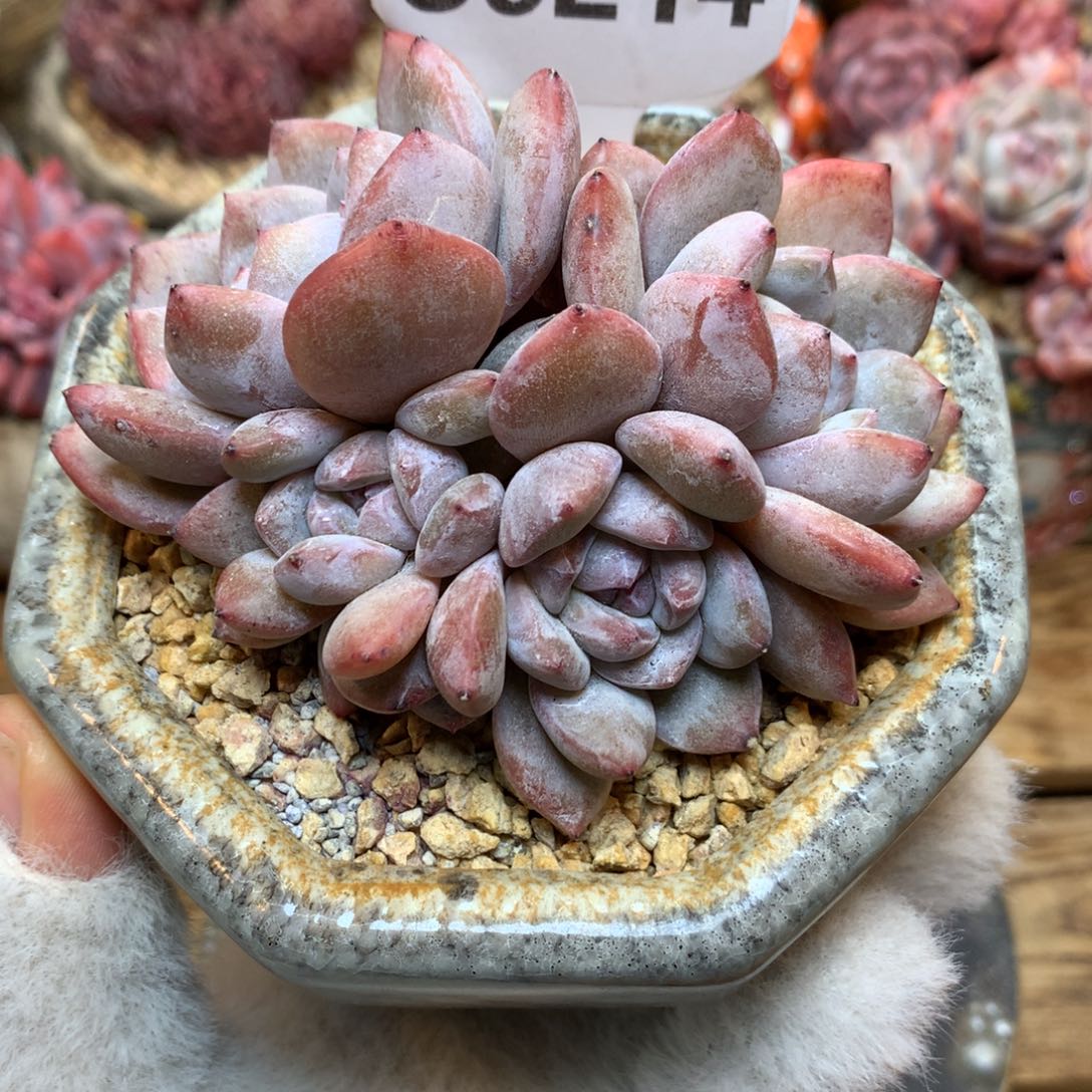 S3214 星影石榴籽 7头小脸小老桩 开播福利