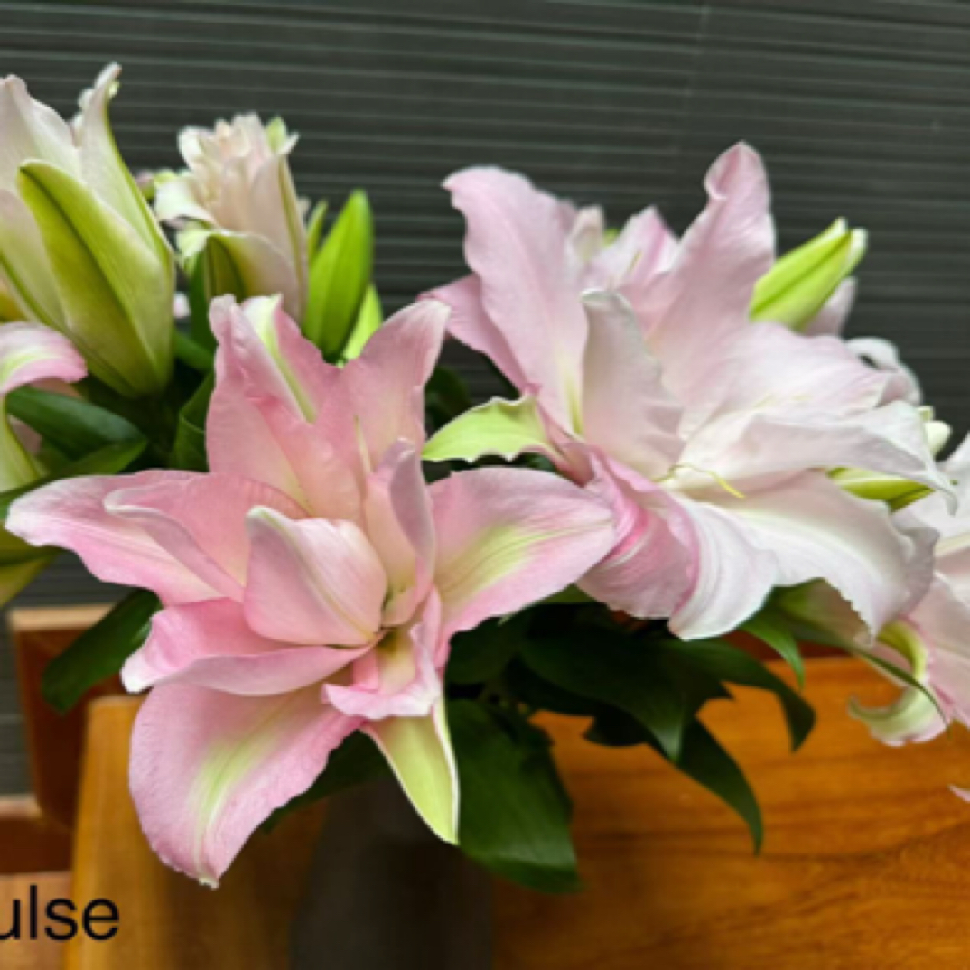 乔乔花屋1球新贵妃18/20东方系列重瓣香水百合球新品不带盆土包邮