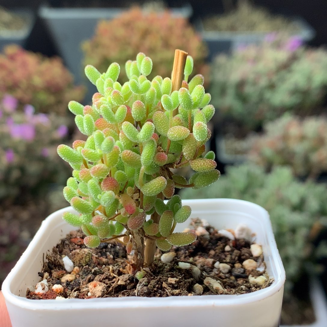 蜜桔64。           