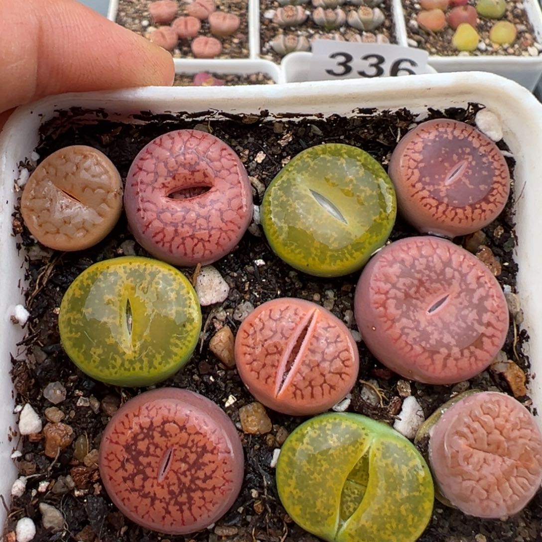 2.22好看的多肉377