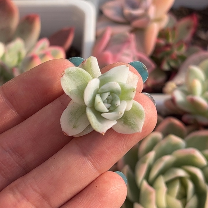 高瓷白麦秆锦一颗价格