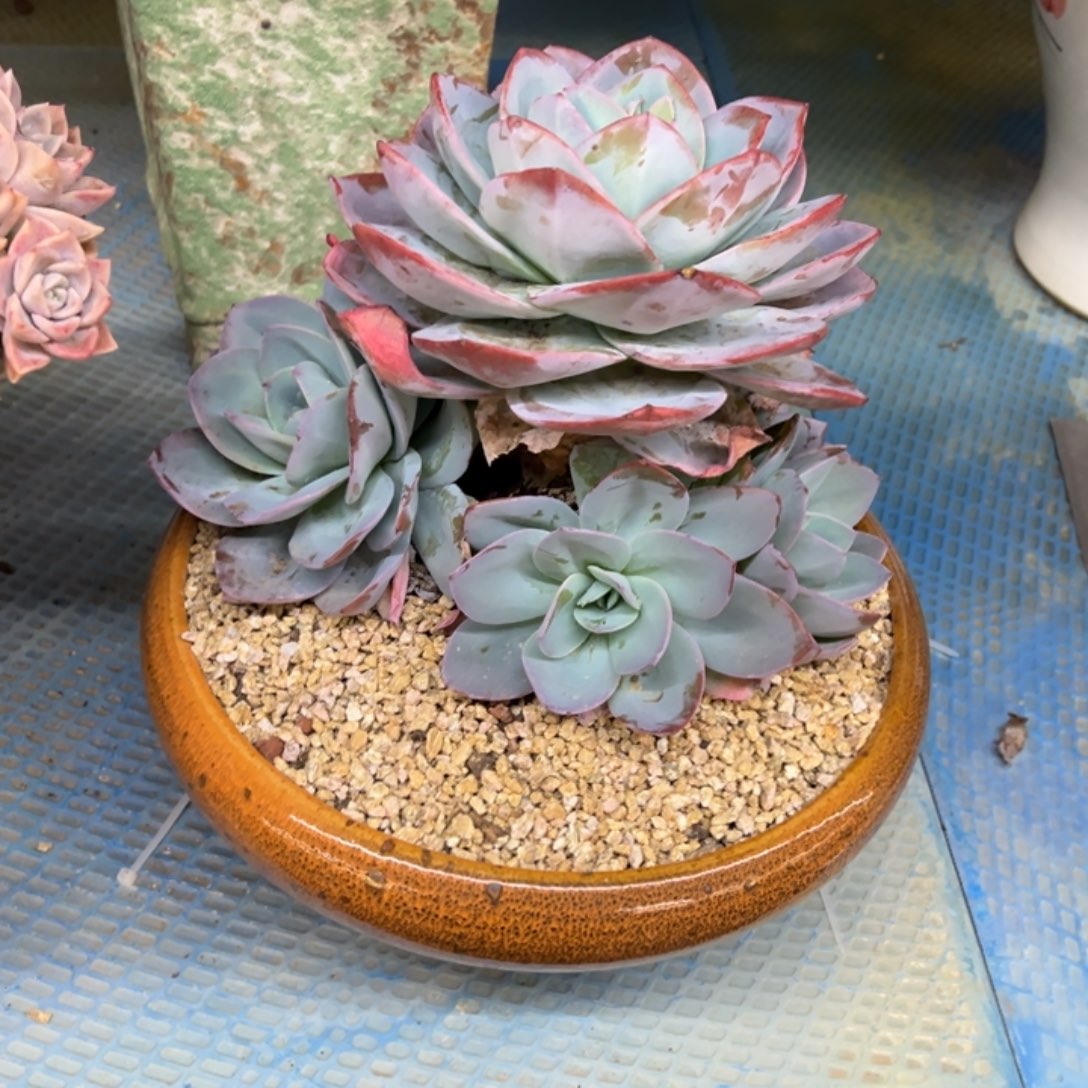 布鲁兰老桩无砍寄养