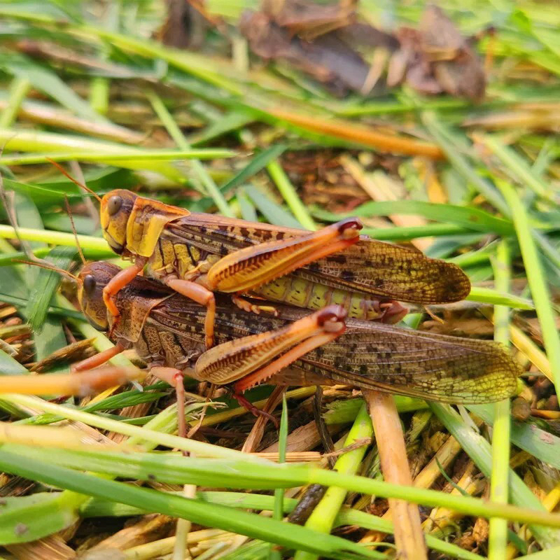 带籽母蚂蚱新鲜冷冻去翅三斤装