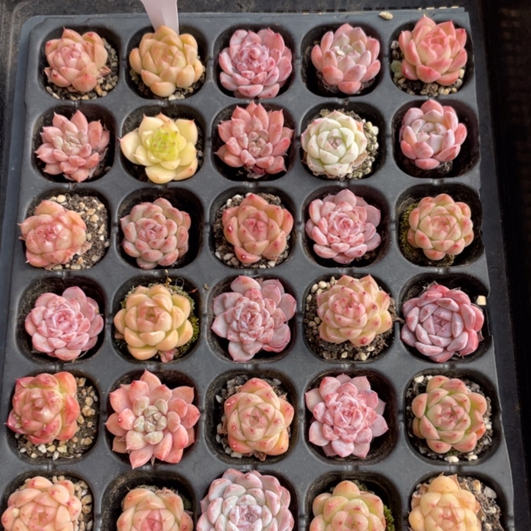 不包整散 盆子不售后1224