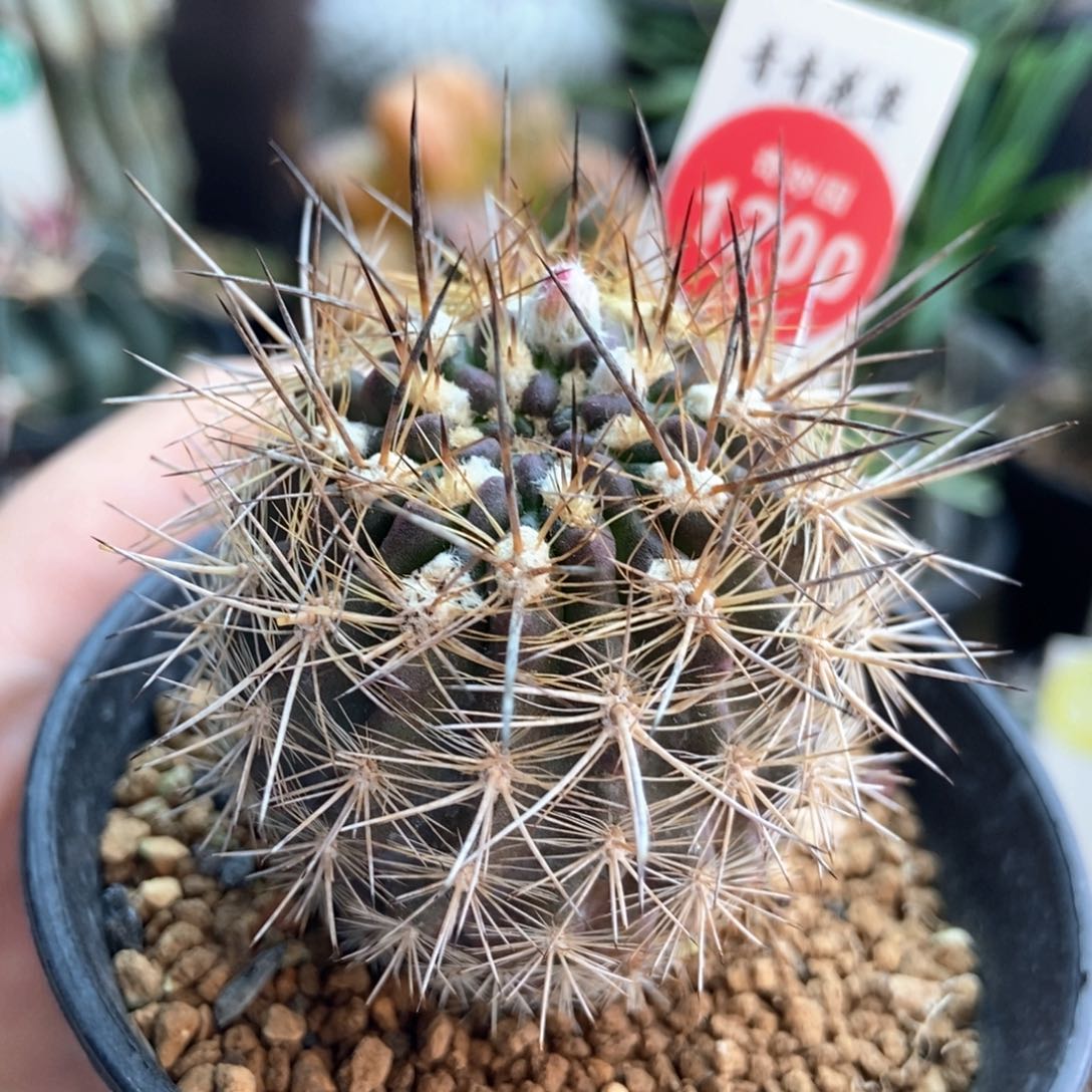 实生狂刺逆龙丸4.2cm