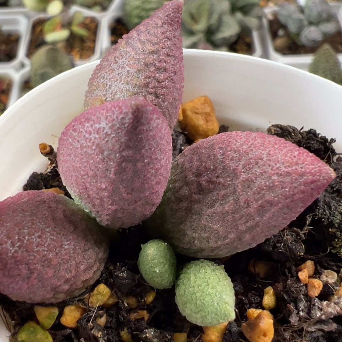 134号赛服部多肉植物水泡