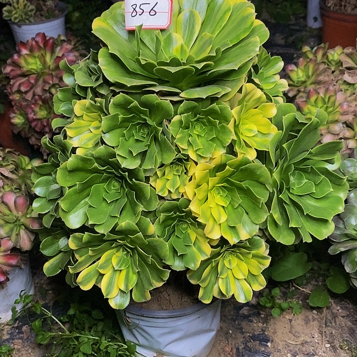 七彩花脸老桩捧花856号