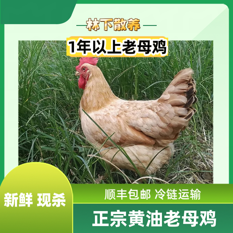 【柠凰农场】南京星甸林下散养1年以上黄油老母鸡