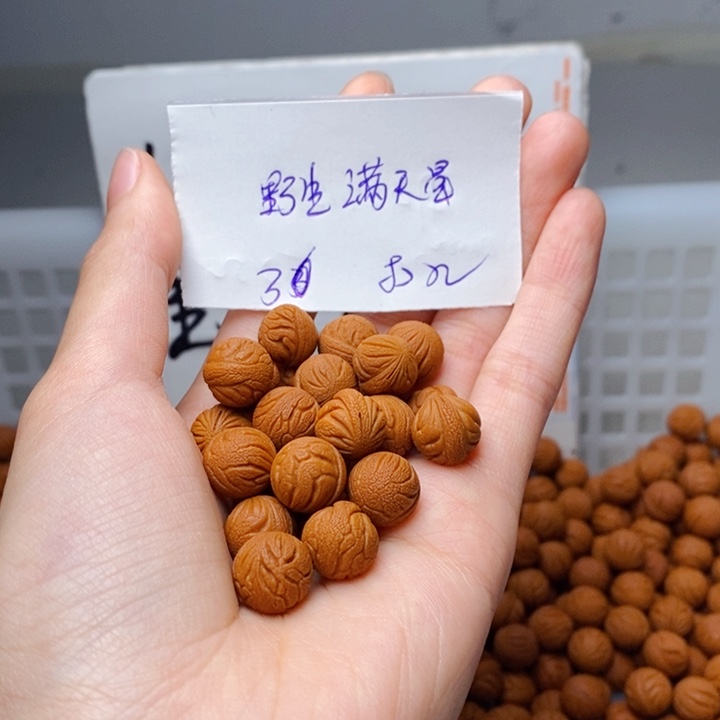 清***影桃核手串12mm左右野生满天星30颗（打孔）