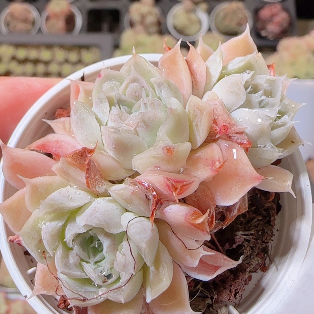 花语多肉1213-151留财叶伤