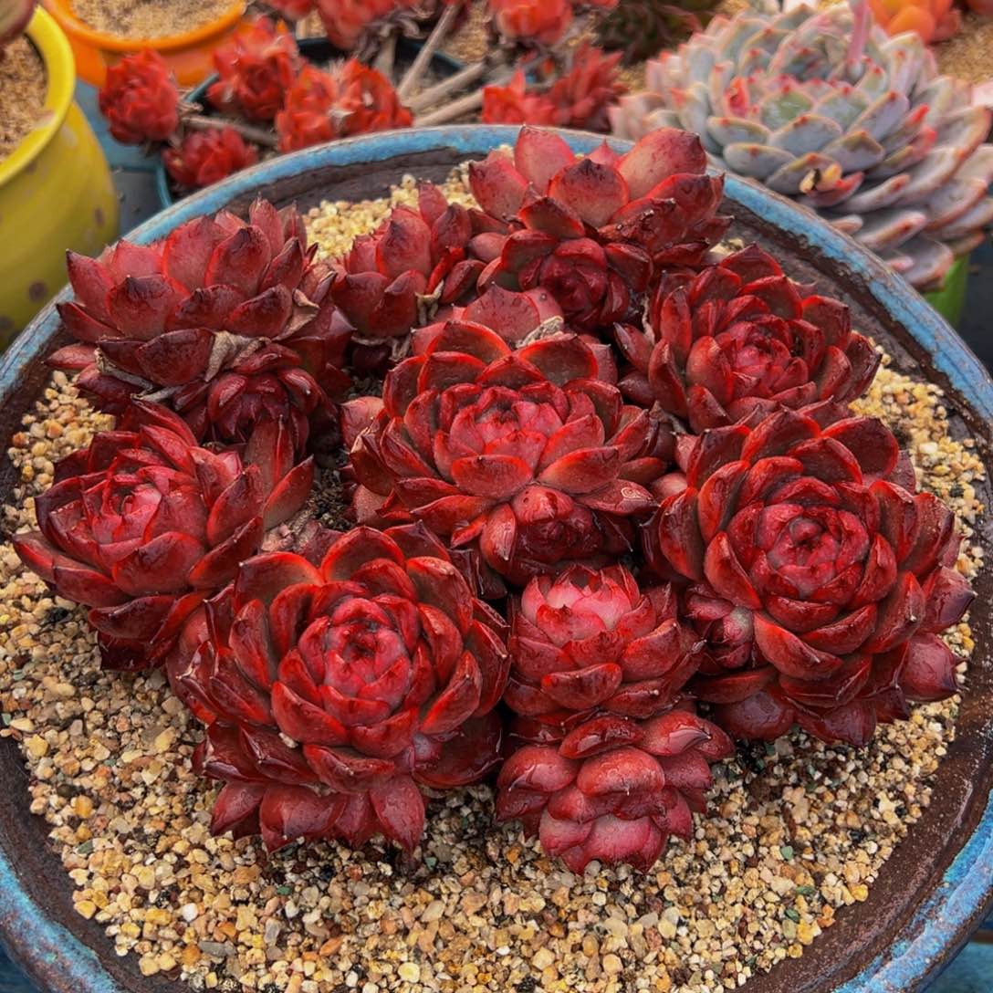 从前慢多肉精选编号0307.3333