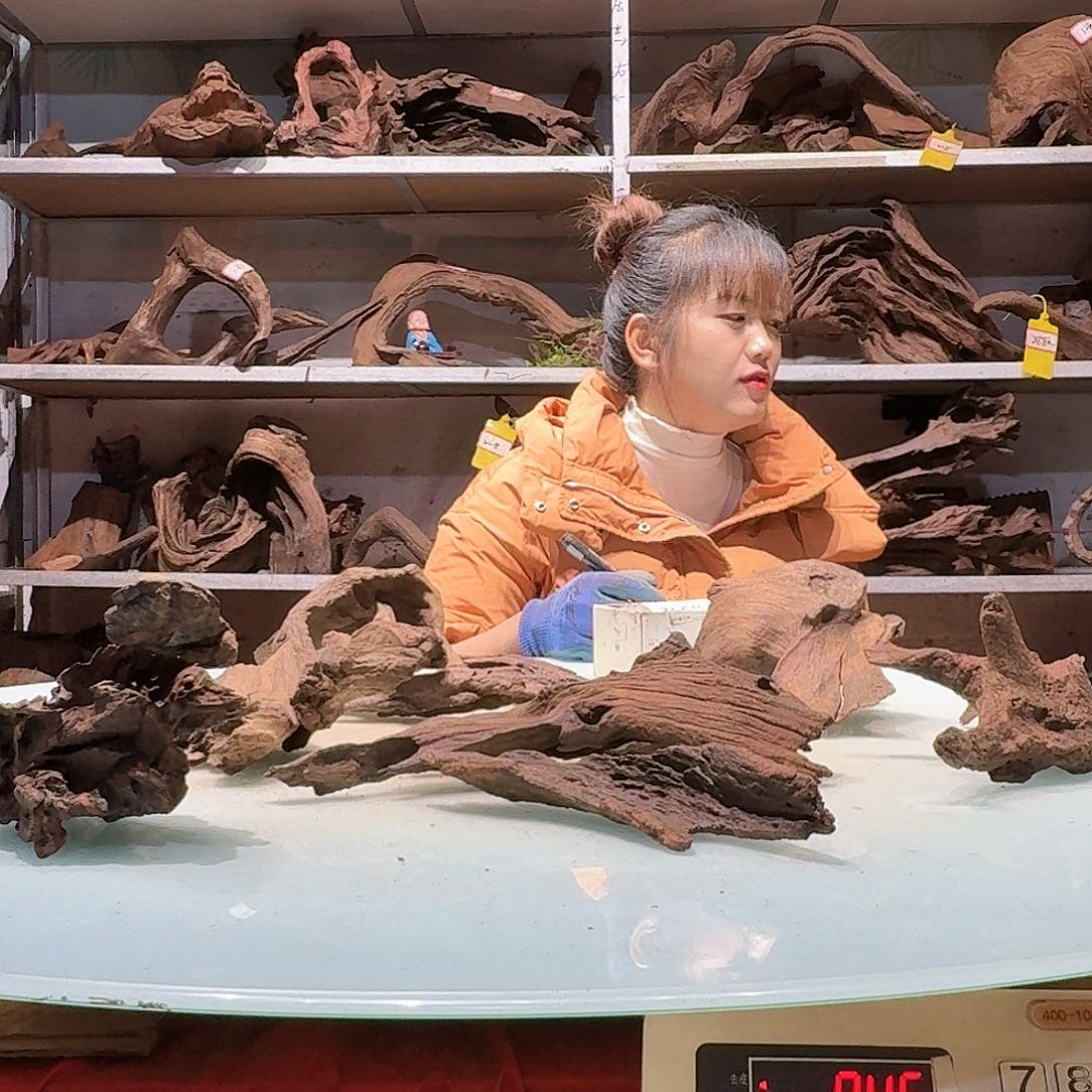 倍诸沉木不包损必褪色天**丶6583紫柚树皮