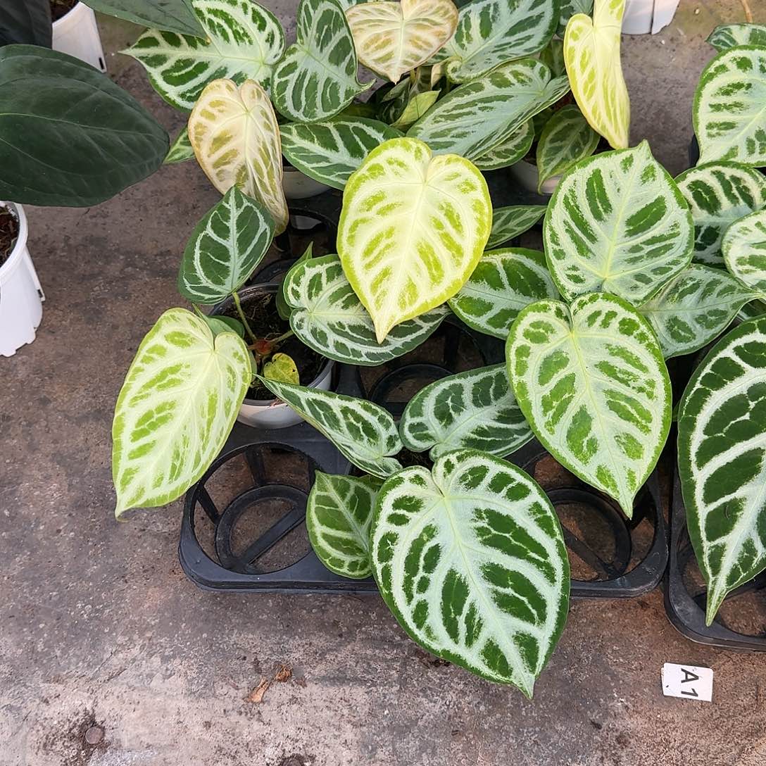 完全开放铜锣烧银刷子可挑