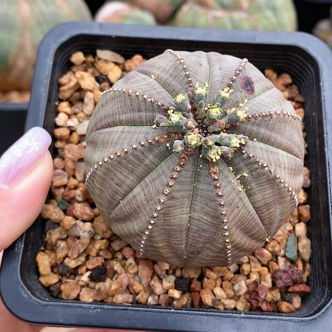 欧系布纹球多肉植物