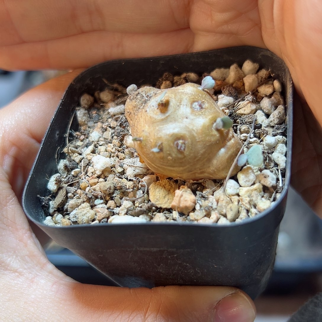 格加厚盾菊2.2公分带盆