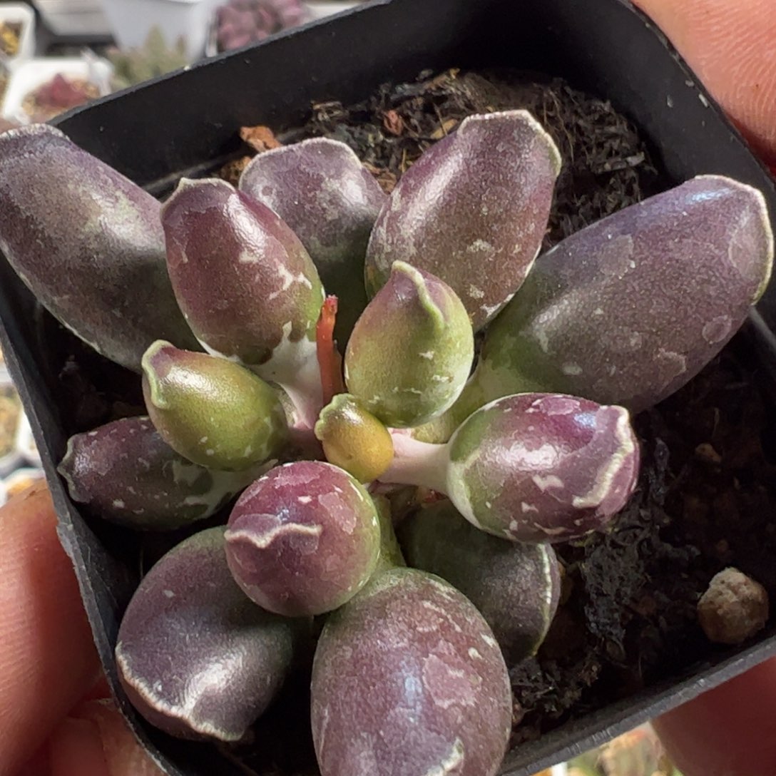 三代接近全紫海豹多肉植物水泡