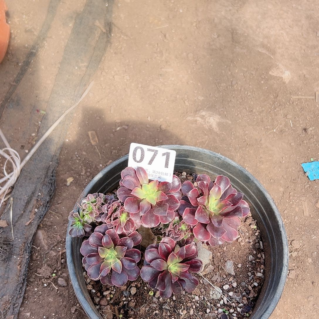 美杜莎缀画071多肉植物