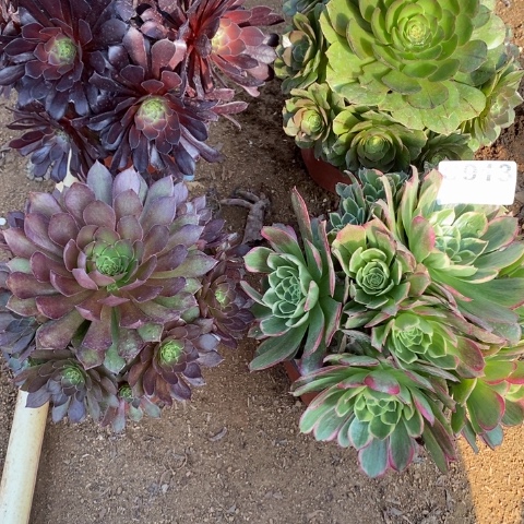 涵**?913四颗法师断枝不包