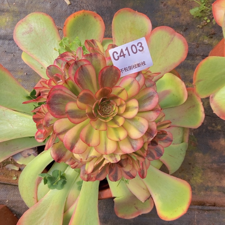 【闪购商品】二**姨4103海神多肉