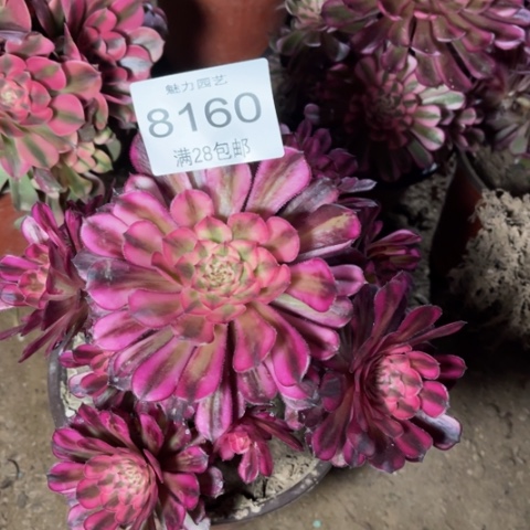 白月光多肉多肉8160