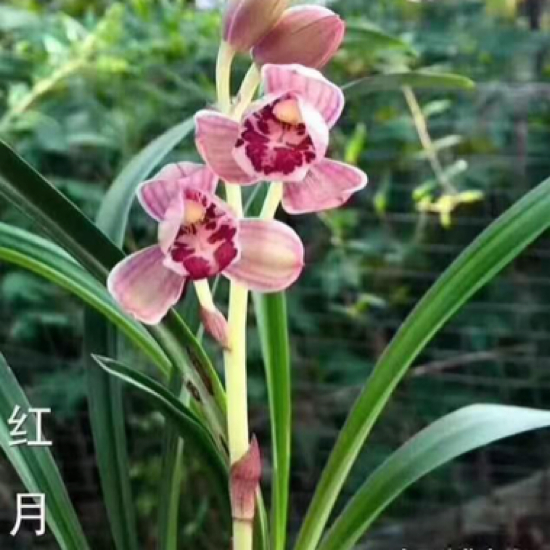 浓香型建兰红月花卉盆栽室内好养带花苞兰花绿植