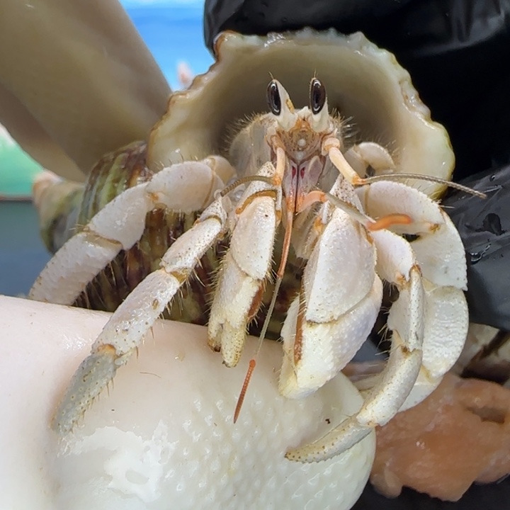 A13冷灰 灰白1.6cm口径