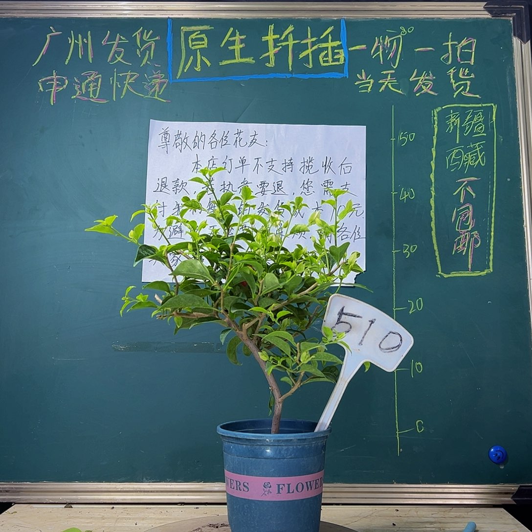 当前无花栽培后可以开花  造型 白雪公主  510