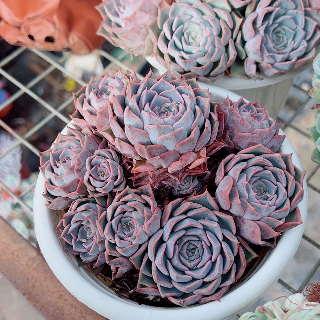 欧版海琳娜多头群生