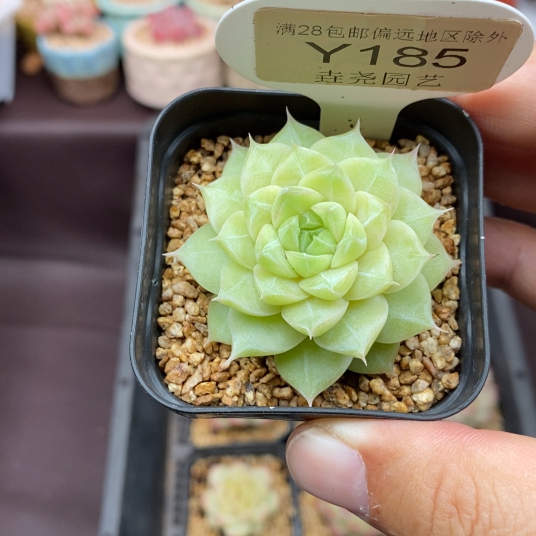 0185 单头女王 4.5cm 