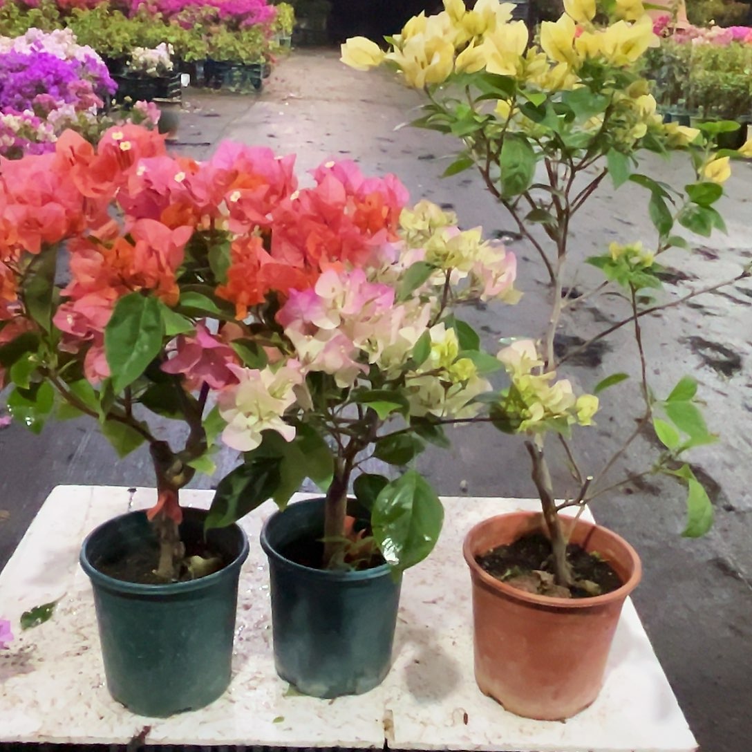 大部分花苞少量开放波妹。绿樱，苏瓦娜