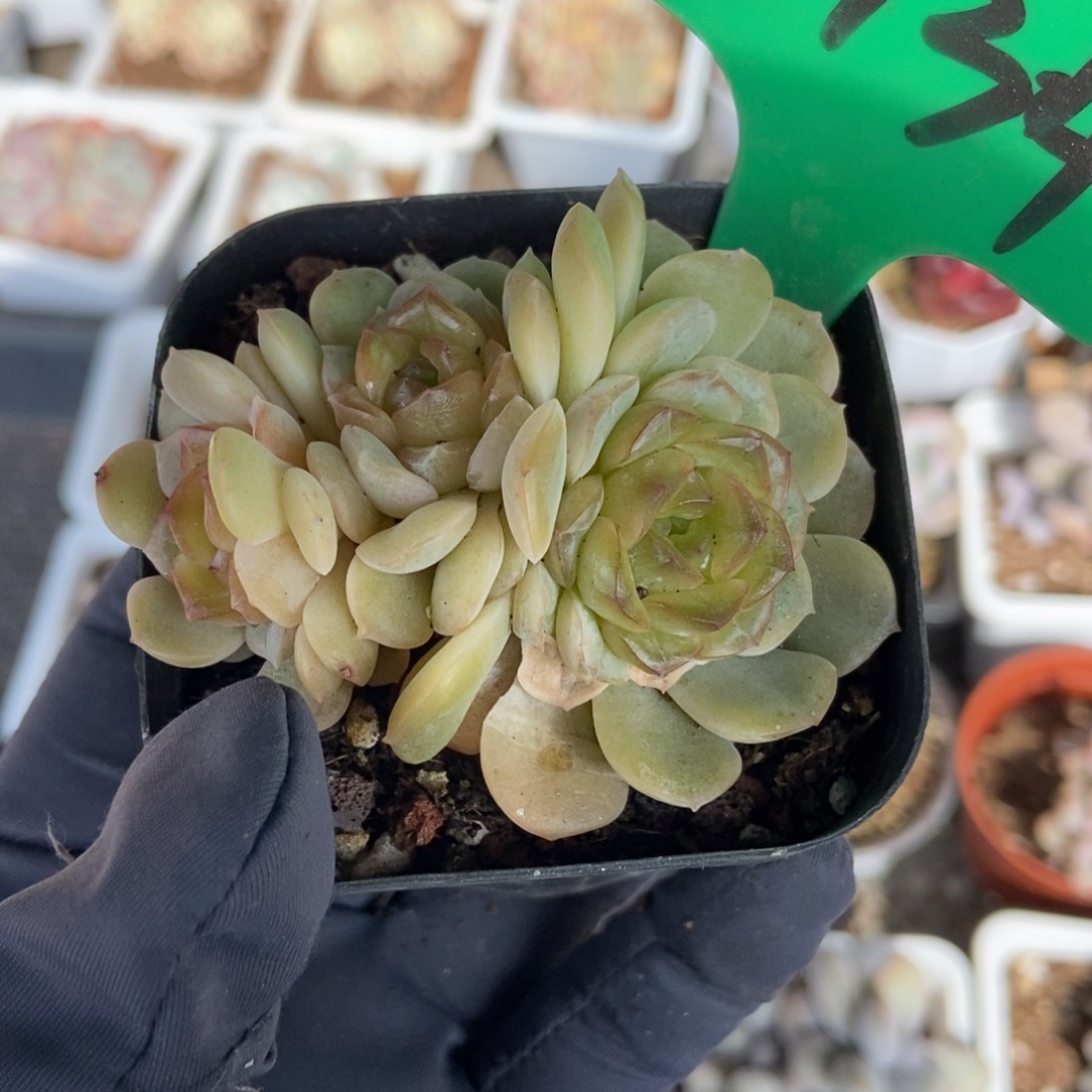 3134容晶多肉植物保护