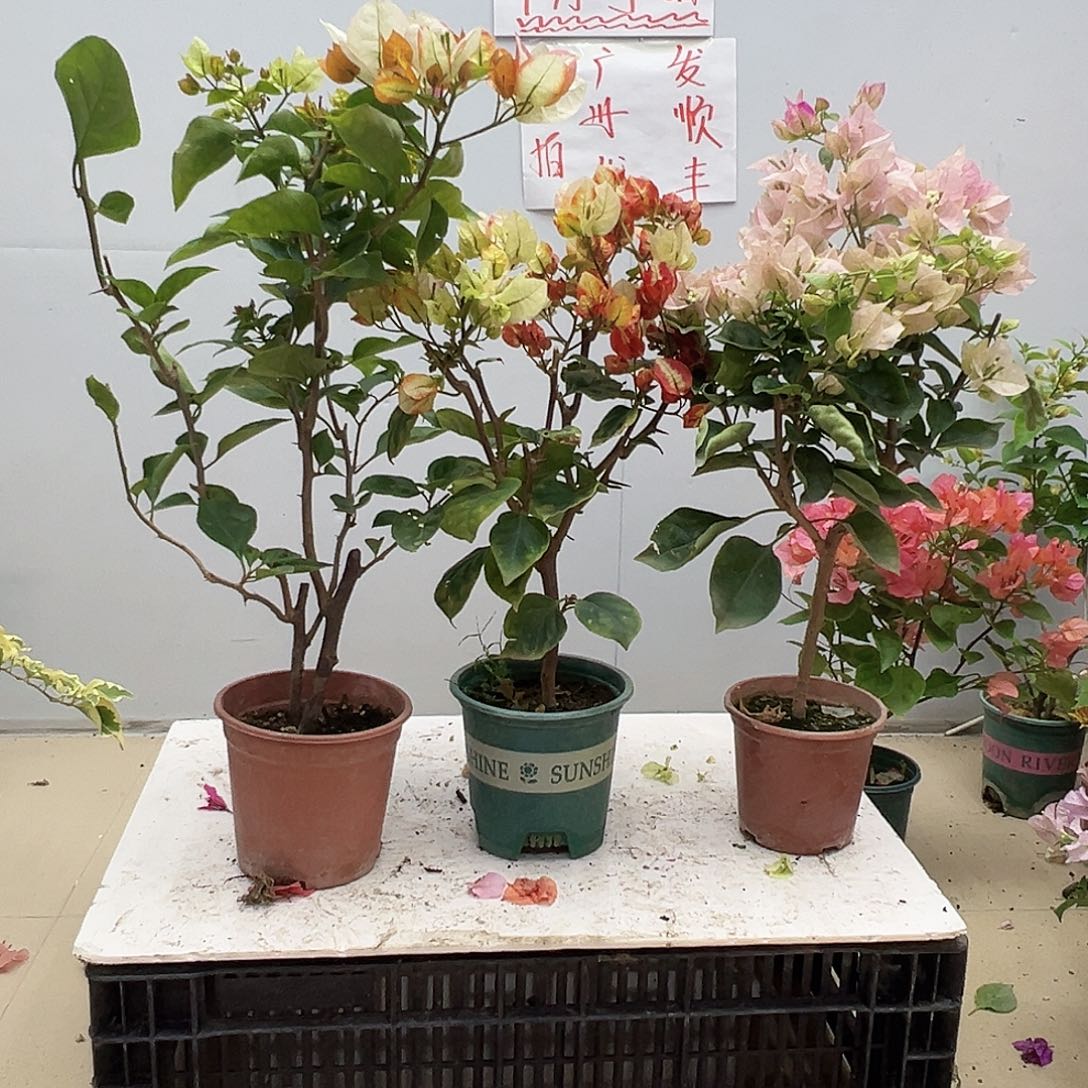 完全开放凤凰，哪吒，皇后组合