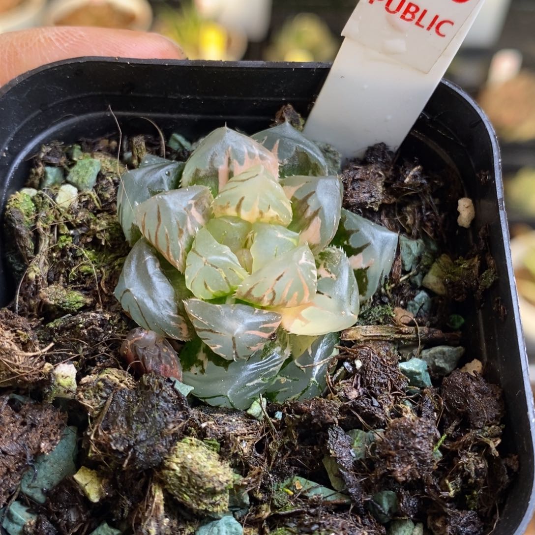 230号水中月玉露锦