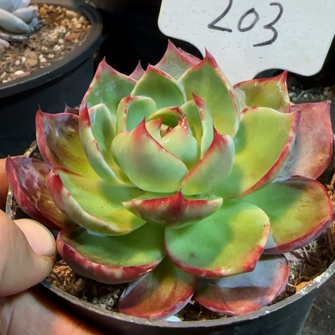 惊鸿一物一拍包装收缩花旱203