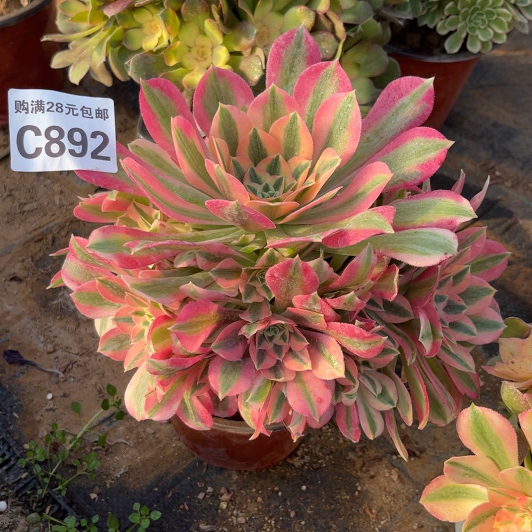 892多肉植物粉女巫