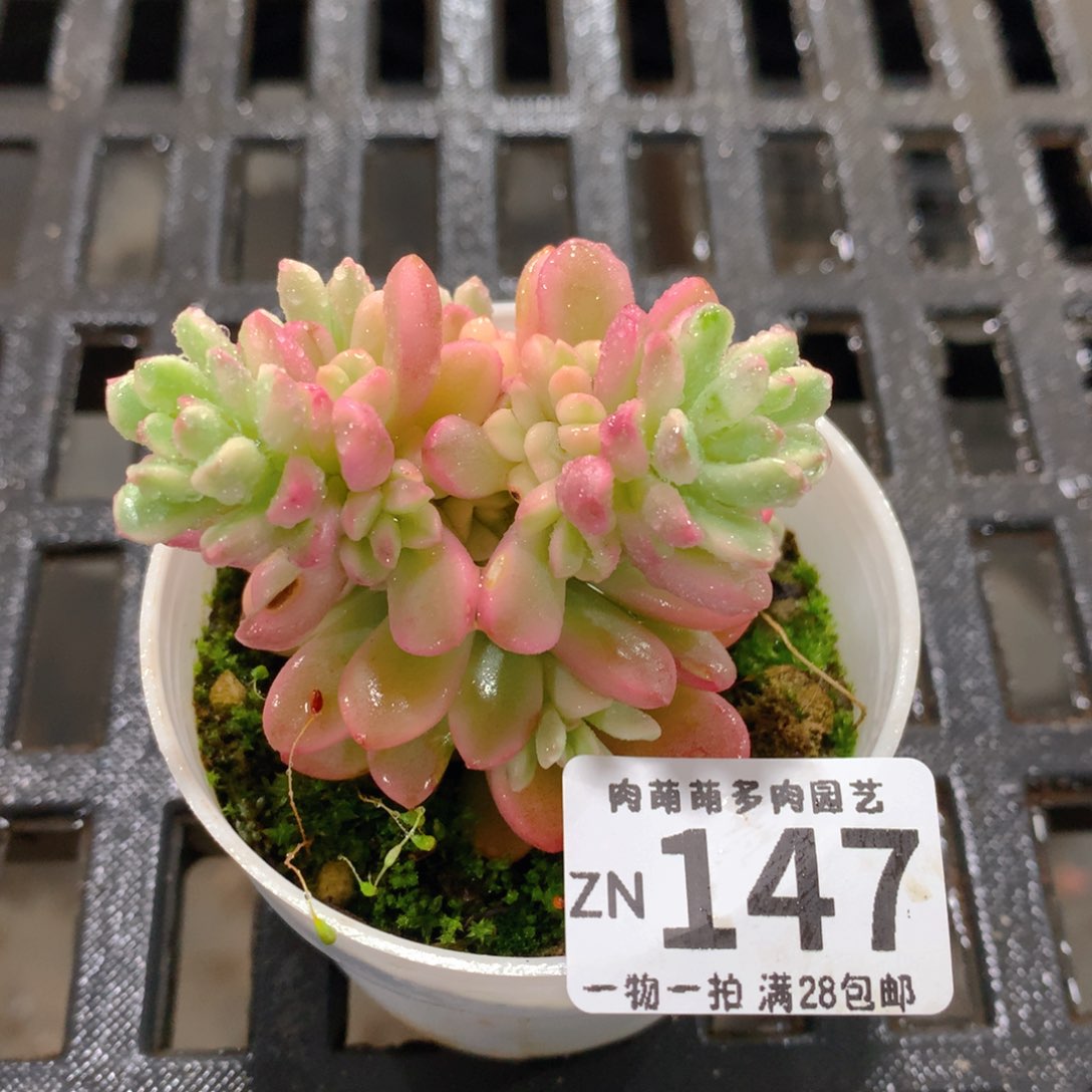 肉萌萌拇指盆精控多肉ZN147